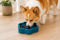 Velto SlowFeast Interactive Feeder Bowl